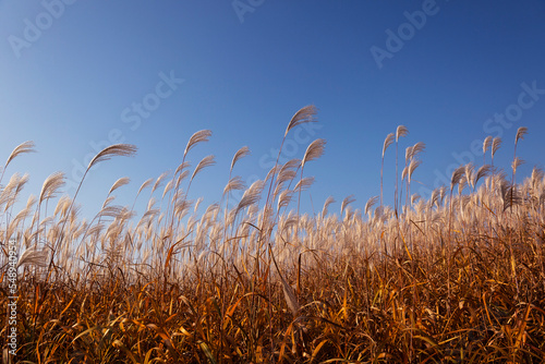 a field of wind-shaking silver grass
