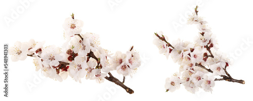 Obraz na plátně Branch with apricot flowers isolated on white background