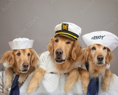 Portrait of three golden retriever dogs dressed as sailors photo