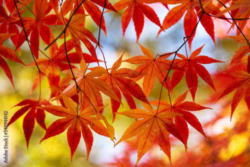 Autumn Maple with Bright Colors