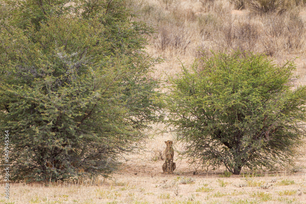Cheetah hunting in the dry riverbeds of the Kgalagadi Transfrontier Park, South Africa
Cheetah hunting in the dry riverbeds of the Kgalagadi Transfrontier Park, South Africa