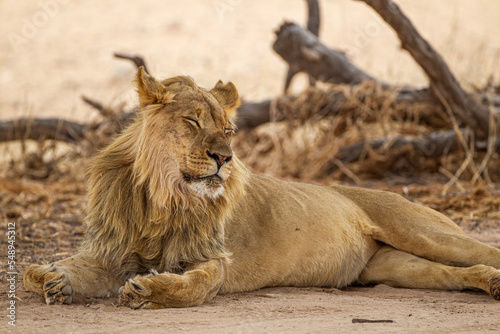 Young black-maned lion at a water hole in the Kalahari desert, South Africa	