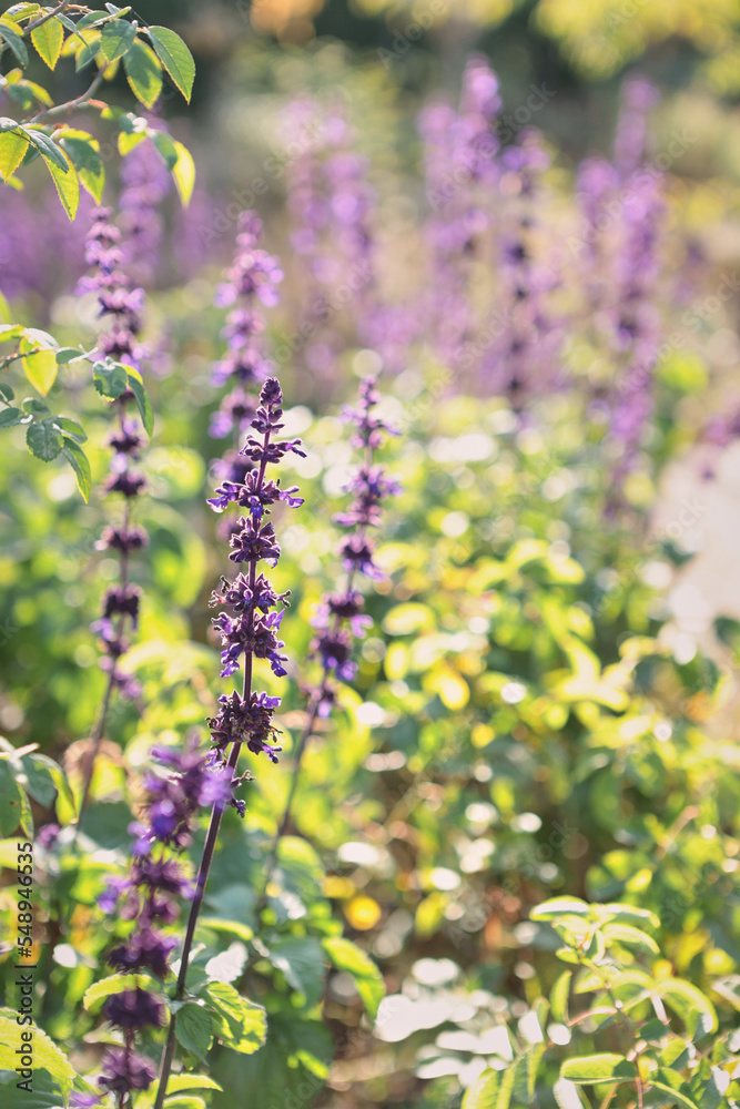 Obraz premium Autumn flowers violet in the sun