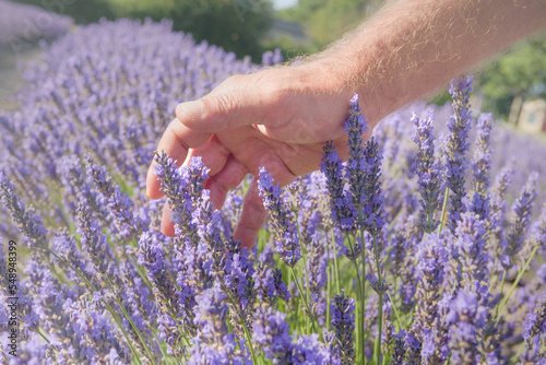 Fototapeta Naklejka Na Ścianę i Meble -  A gliding hand of man over fresh lavender plants in blossom close up. Aromatic blooming purple flowers field landscape in sunny day