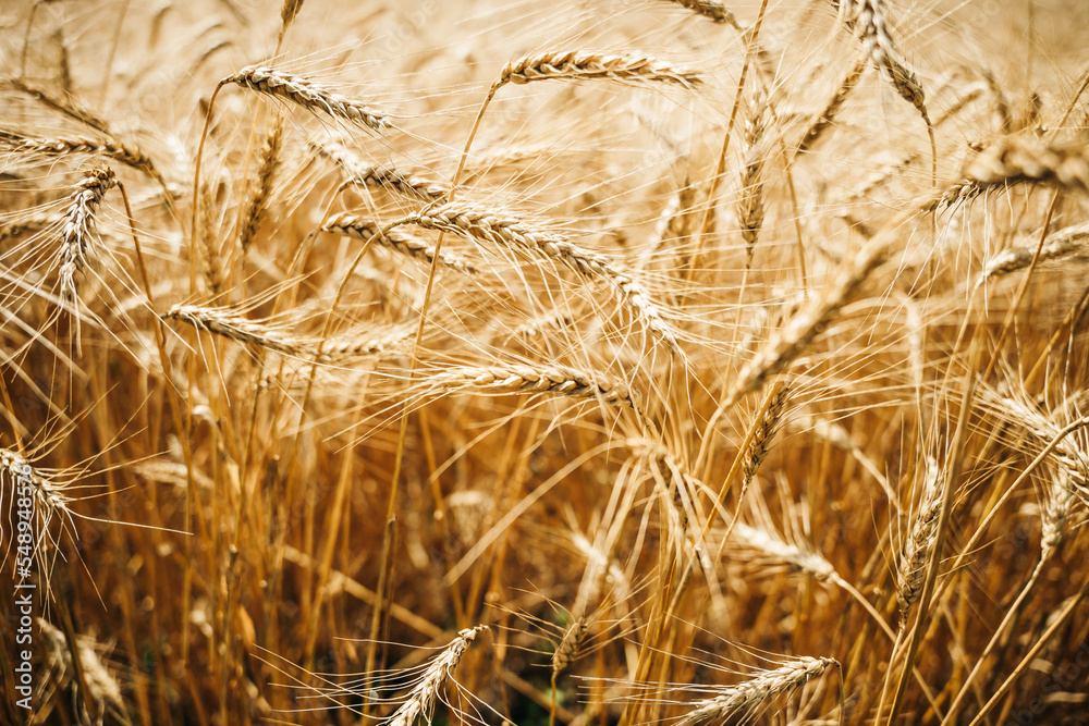 Fototapeta premium Wheat field. Ears of golden wheat close up.