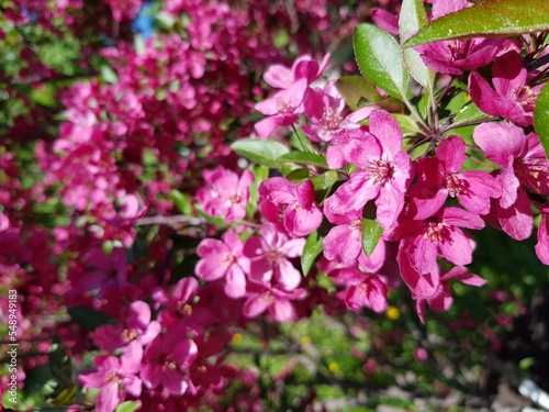 Wallpaper Mural Pink flowers in a green garden Torontodigital.ca