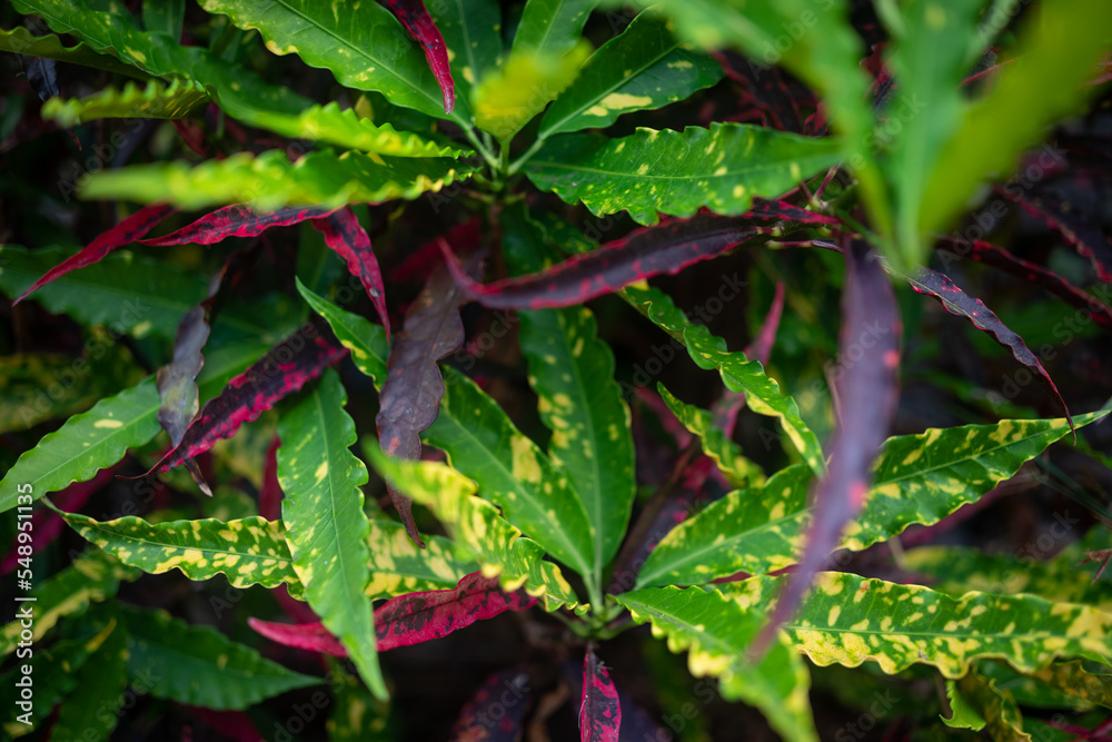Leaves background of variegated croton with yellow and purple spots Leaves background of variegated croton with yellow and purple spots