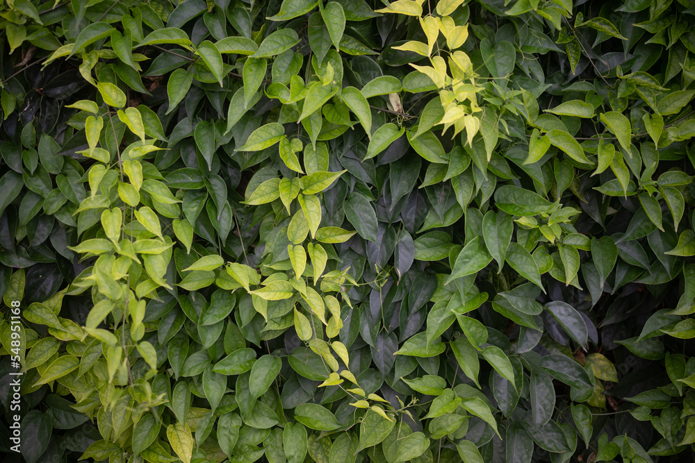 Obraz premium Green leaves background of flamevine foliage. Green hedge or wall