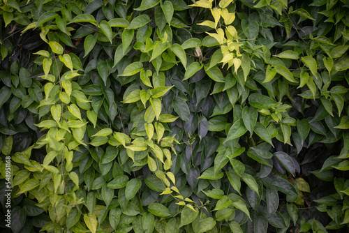 Green leaves background of flamevine foliage. Green hedge or wall photo