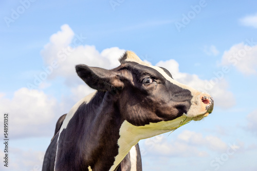 Cow face profil, gentle looking up, pink nose and a blue sky with little clouds © Clara