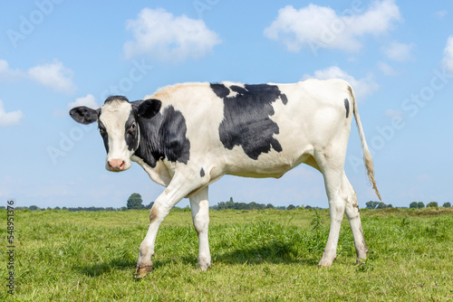 Playful calf cow in field standing on green grass in a meadow, pasture, a blue sky