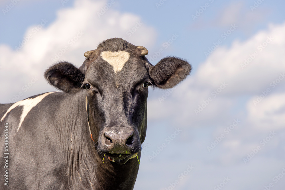 Cow face black and white, looking friendly, in front of a blue sky Cow face black and white, looking friendly, in front of a blue sky