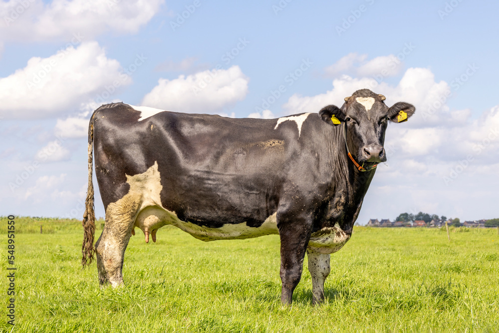Cow full length side view in a field black and white, standing milk cattle, a blue sky and green grass