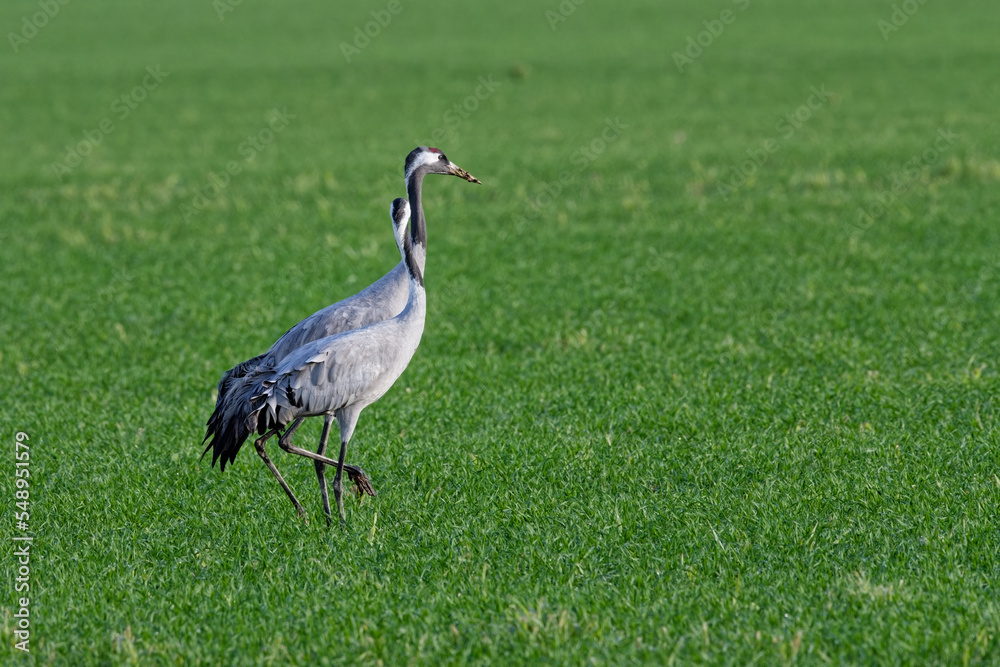 Fototapeta premium grue cendrée - grus grus - gruidés