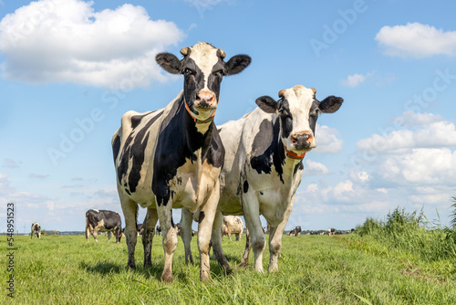 Two cows, couple looking curious black and white, in a green field under a blue sky and horizon over land