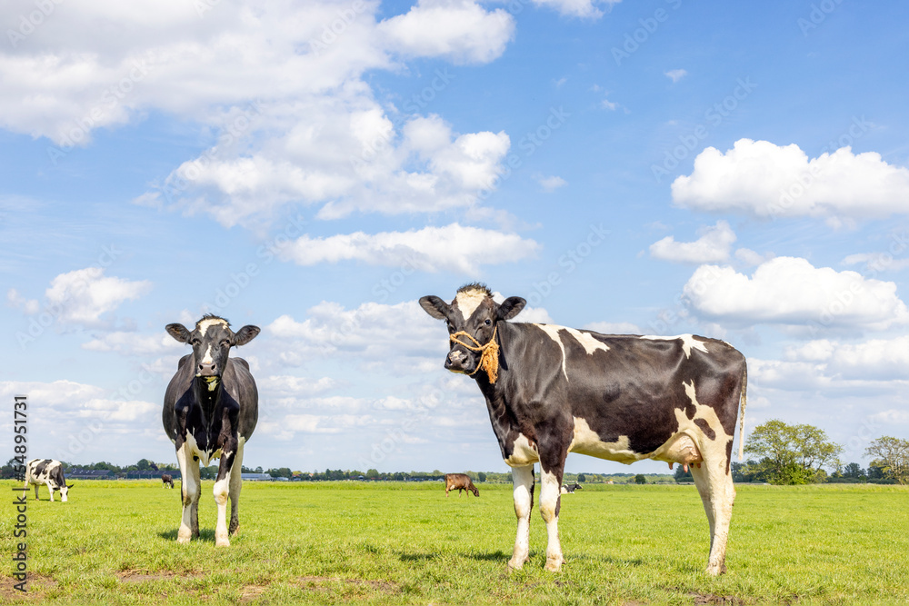 Two cows, couple standing and looking curious black and white, one with a rope in a green field under a blue sky