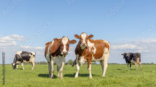 Two cows, couple looking curious red and white, in a green field under a blue sky and horizon over land © Clara