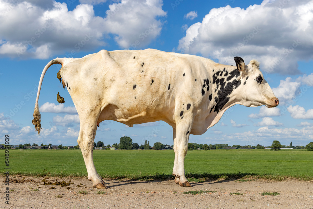 Crapping cow, pooping with the tail up, dung making cow on a dike in a landscape, manure falling down