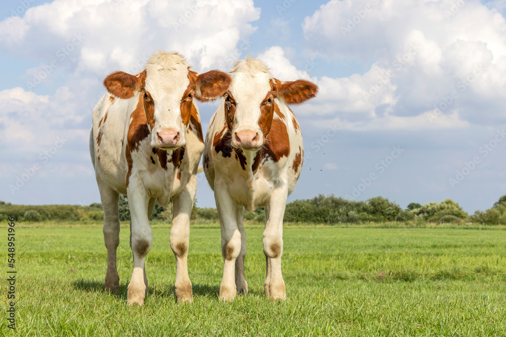 Calves together, tender love portrait of two cows, lovingly with dreamy eyes, red and white with pale blue sky and copy space