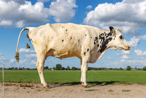 Obraz na płótnie Crapping cow, pooping with the tail up, dung making cow on a dike in a landscape, manure falling down w salonie