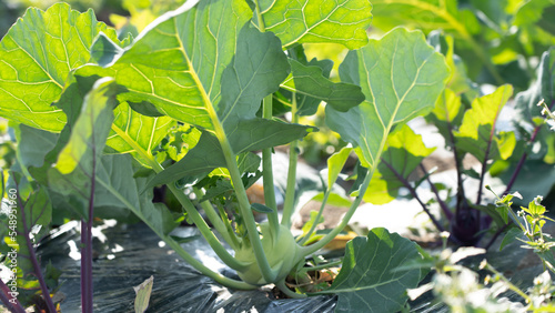 Wallpaper Mural kohlrabi Torontodigital.ca