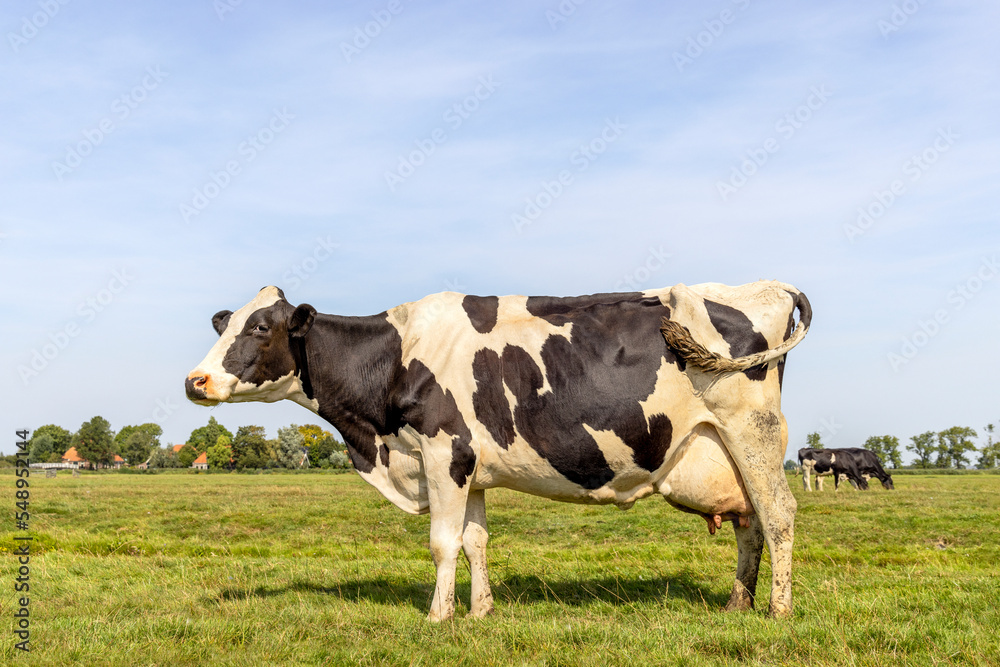 Cow standing full length in side view, large full udder, milk cattle black and white, a blue sky Cow standing full length in side view, large full udder, milk cattle black and white, a blue sky
