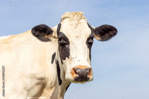 Mature cow black and white, looking at camera calm and friendly, pink nose, in front of a blue sky © Clara