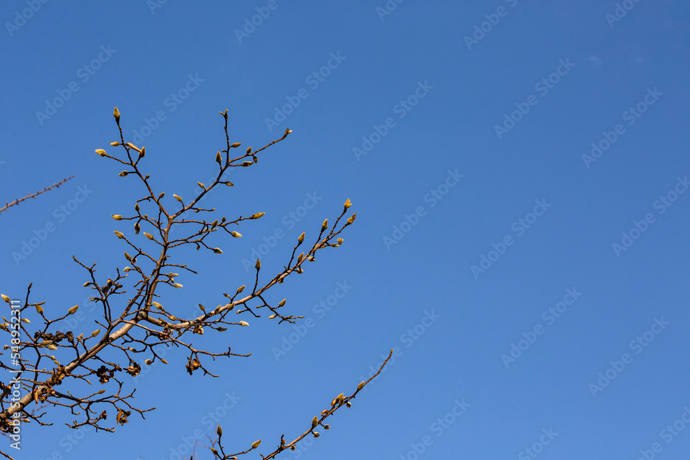 Blue skies and slender ginkgo branches Blue skies and slender ginkgo branches