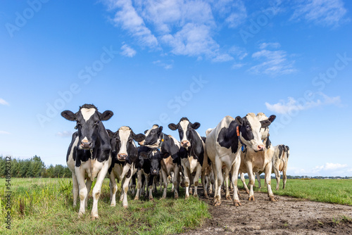 Cows in front row, a black and white herd, group together in a field, happy and joyful in a green field and a blue sky © Clara