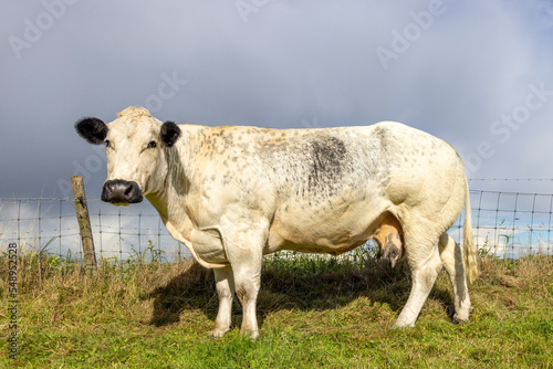 Mature beef cow  looking happy  black nose  side view  wired fence and a overcast sky