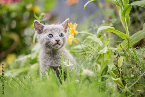 kleines graues Kätzchen im Garten   Russisch blau © Jana Weichelt