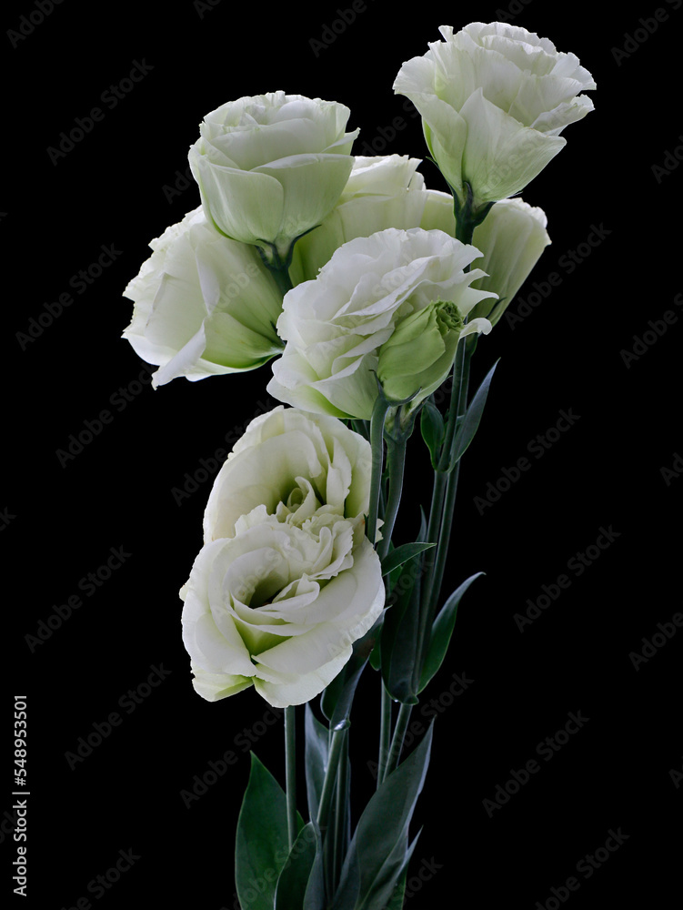 Obraz premium flower rose on the black background