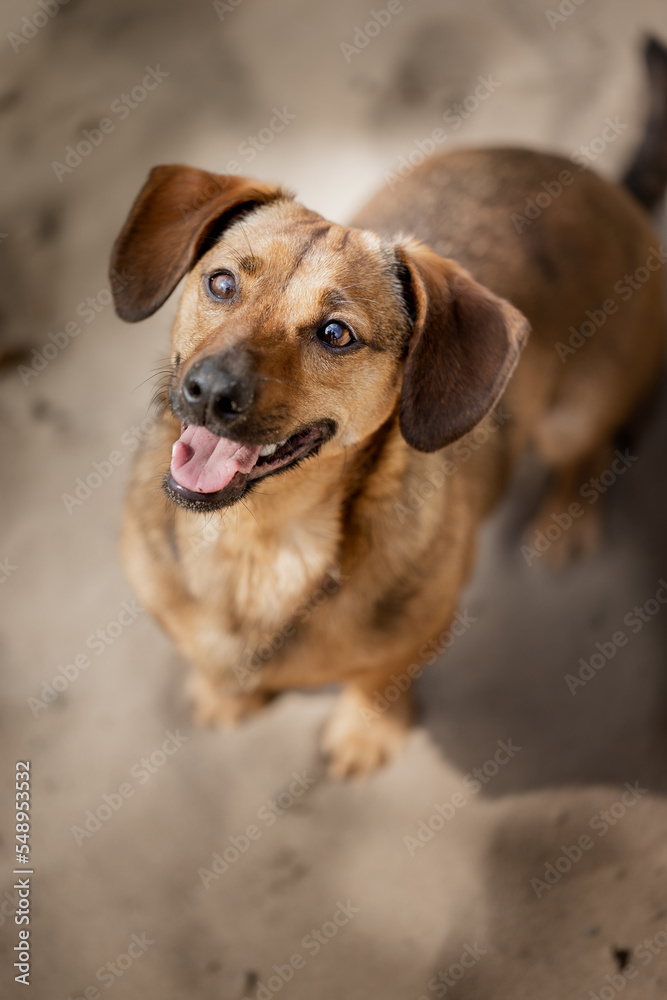 Dachshund beim Freilauf ohne Leine, Wald, Mischling, Junghund Dachshund beim Freilauf ohne Leine, Wald, Mischling, Junghund