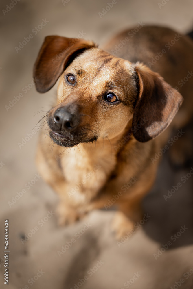 Dachshund beim Freilauf ohne Leine, Wald, Mischling, Junghund Dachshund beim Freilauf ohne Leine, Wald, Mischling, Junghund