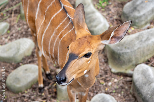 Kudu female is living on the zoo photo