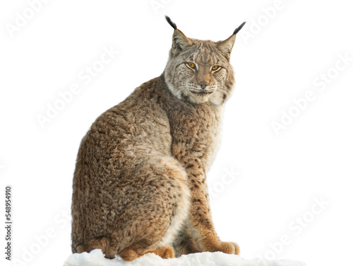 lynx sitting on snow isolated on white background photo