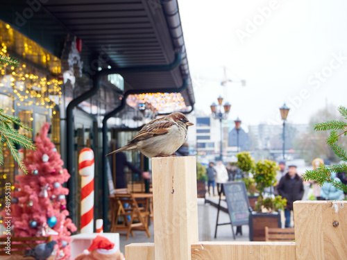 A sparrow watches people for food during the winter period.