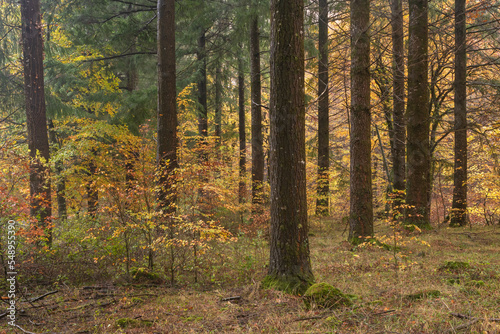 Colorful undergrowth and bare trunks