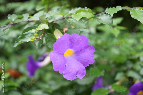 purple and yellow flowers
