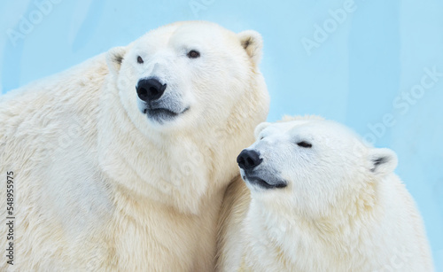 polar bear on the ice