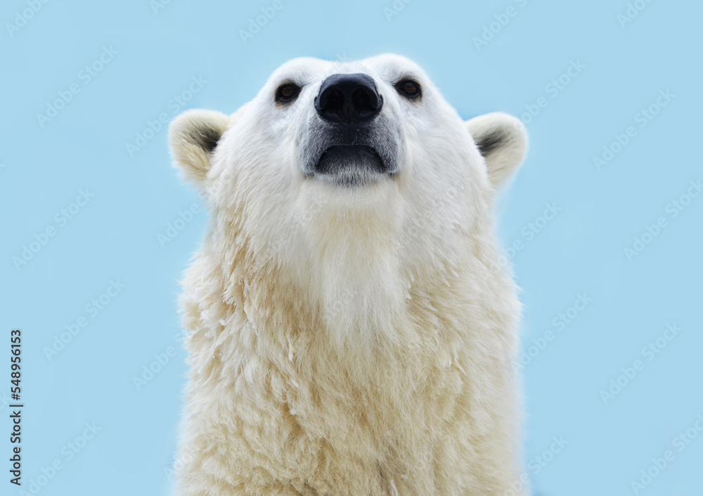 close up of a polar bear close up of a polar bear