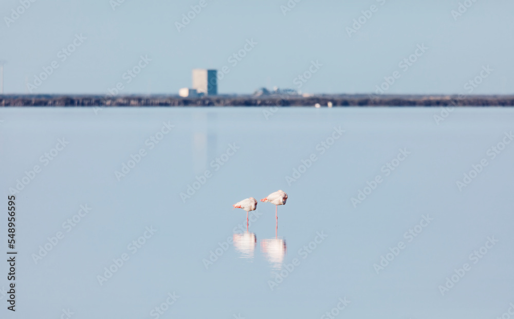 Parc de la Camargue, flamants roses dans les marais Parc de la Camargue, flamants roses dans les marais