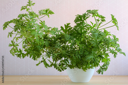 Large, lush green Citronella Geranium (Scent Geranium, Pelargonium) plant in a white pot, indoor photo.