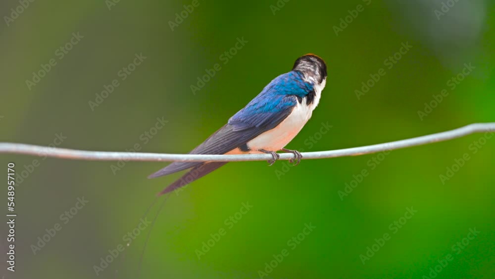 Wire Tailed Swallow Barn Swallow Setting On Wire With Beautiful Background Blurr