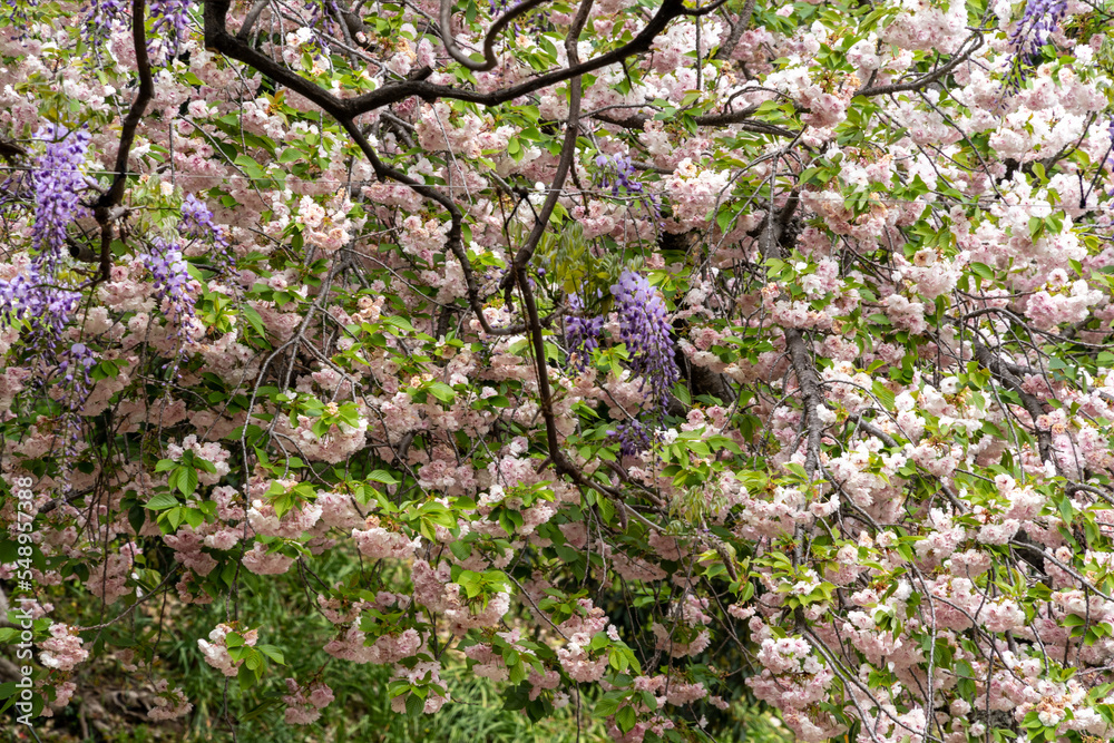 Flower of Japanese wisteria are bloom with cherry blossom in Fukuoka city, Japan.