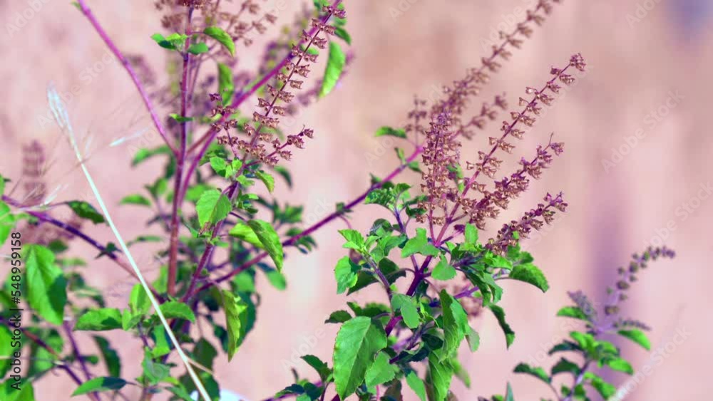 Tulsi or Holy basil tree in garden outdoor on sunny day black background. Tulsi is used in ayurvedic medicine. Tulsi or Holy basil tree in garden outdoor on sunny day black background. Tulsi is used in ayurvedic medicine.