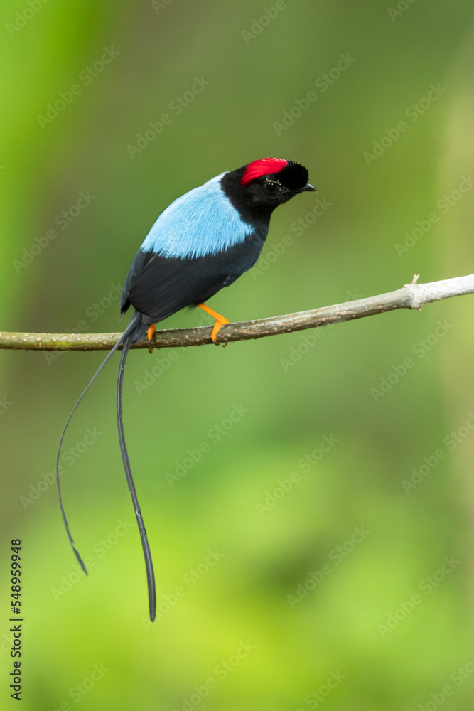 Long-tailed manakin (Chiroxiphia linearis) is a species of bird in the family Pipridae native to Central America where it inhabits both wet and dry tropical and subtropical forests. Long-tailed manakin (Chiroxiphia linearis) is a species of bird in the family Pipridae native to Central America where it inhabits both wet and dry tropical and subtropical forests.