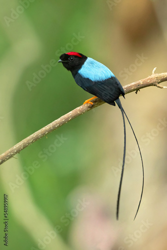 Foto Long-tailed manakin (Chiroxiphia linearis) is a species of bird in the family Pipridae native to Central America where it inhabits both wet and dry tropical and subtropical forests