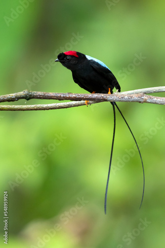 Long-tailed manakin (Chiroxiphia linearis) is a species of bird in the family Pipridae native to Central America where it inhabits both wet and dry tropical and subtropical forests. photo
