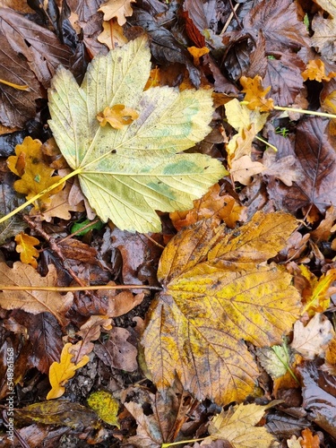 Autumn. Ground completely covered with leafs, maple leafs in close-up. Natural look.